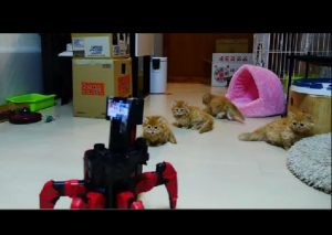 ‘Gatitos’ se enfrentan a robot en una «batalla» épica
