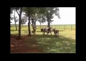 Vaca y cabra se enfrentan en feroz batalla (VIDEO)