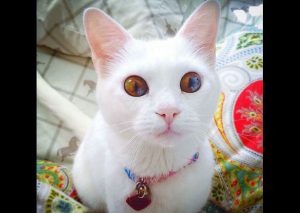 Conoce a los animales con los ojos más bonitos del mundo (FOTOS)