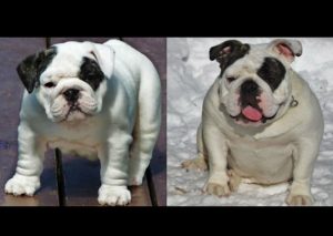 Mira el antes y el después de estos 10 perros – FOTOS