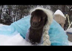 Conoce a Peppa, una cabra que se disfraza de Elsa, de ‘Frozen’ (VIDEO)