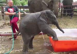 ¡Muy tierno! Elefante bebé disfruta de su baño (VIDEO)