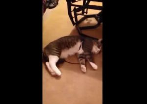 ¡Es Garfield! Gato se hace el muerto para no pasear (VIDEO)
