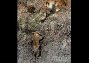 ¡Conmovedor! Mira a una leona rescatar a su cachorro (FOTOS)