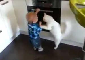 Mira cómo un gato aleja a un niño de un horno para evitar que se queme (VIDEO)