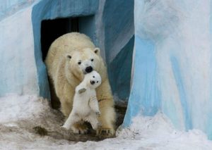 Mira los momentos más tiernos de padres e hijos en el reino animal (FOTOS)