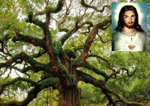 Aparece supuesta imagen de Jesús en un árbol (FOTO)