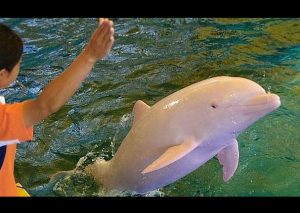 Raro delfín albino se vuelve rosado según sus emociones (FOTOS)