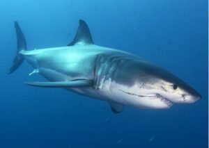 Tiburón ataca a reporteros de Discovery Channel y casi termina en tragedia (VIDEO)