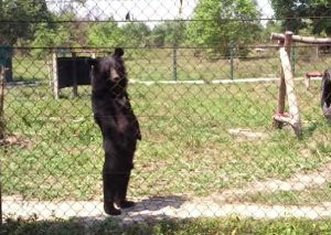 Te contamos la triste historia de este oso que puede caminar en dos patas (VIDEO)