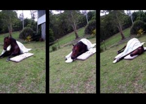 ¡Muy tierno! Conoce al caballo que duerme con una almohada y una colcha (VIDEO)