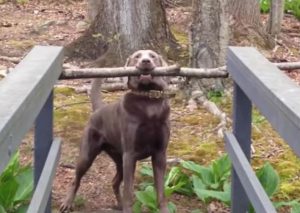 Este perro demuestra toda su inteligencia al resolver un “gran” problema (VIDEO)