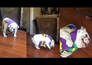 Mira cómo este gracioso bulldog intenta sacarse un chaleco salvavidas (VIDEO)