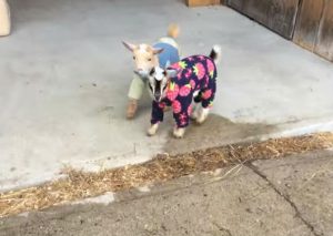¡Muy tiernas! Estas cabras bebés con pijamas te darán un ataque de ternura (VIDEO)