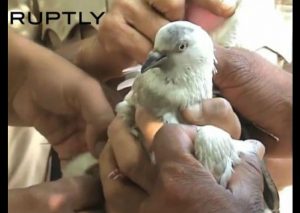 No vas a creer por qué arrestaron a esta paloma… (VIDEO)