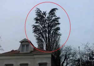 ¡Increíble! Hombre creía que grababa a un árbol hasta que… (VIDEO)