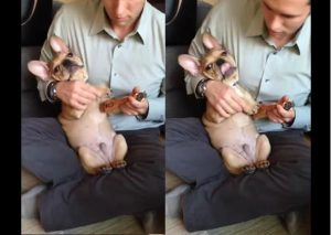 No vas a creer la forma en que este perro bulldog toca el ukelele (VIDEO)