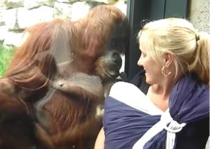 ¡Muy tierno! Mira cómo esta orangután se emociona al ver a un bebé humano (VIDEO)