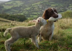 ¡Muy tierno! Mira cómo este perro le da biberón a una pequeña oveja (VIDEO)