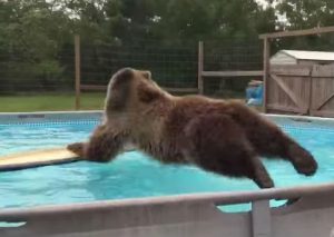 ¡Muy tierno! A este oso le encanta nadar en la piscina – VIDEO