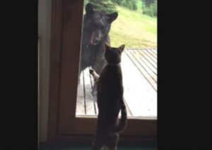 Parece una gata común, pero se encargó de ahuyentar a un oso (VIDEO)