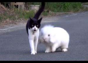 Un conejo y una gata se enamoran y tienen una cría, en Venezuela (VIDEO)