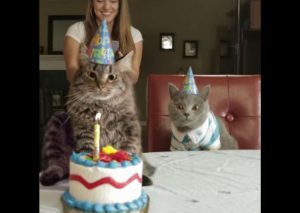 Este gato odia su cumpleaños y hasta bota su torta (VIDEO)