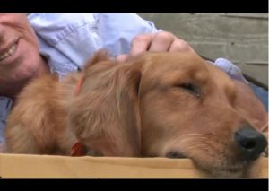 Este perro fue abandonado por ser ciego, pero la vida le depararía un final feliz (VIDEO)