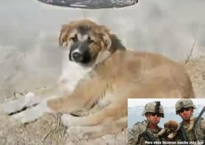 Este perro salvó la vida de 50 personas, conoce su historia aquí (VIDEO)