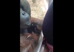 Mira el tierno gesto de un orangután con una mujer embarazada (VIDEO)