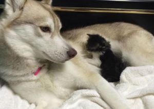 Una gatita quedó huérfana y un perro la recibió así (VIDEO)