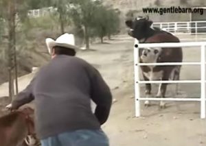 ¡Conmovedor! Mira cómo una vaca se reencuentra con su pequeño ternero (VIDEO)