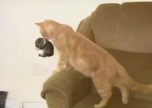 Te sorprenderás al saber qué está haciendo este gato realmente (VIDEO)