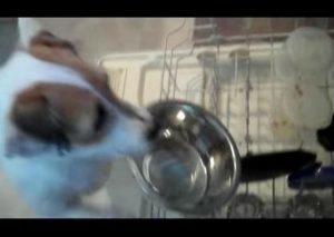 Este perrito es el rey de las labores domésticas, no lo vas a creer (VIDEO)
