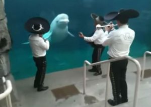 No vas a creer cómo se pone esta ballena beluga cuando le tocan mariachis (VIDEO)
