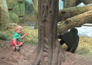 ¡Muy tierno! Un niño y un gorila juegan a las escondidas (VIDEO)