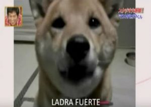 A este perro le pidieron que ladre más despacio y no vas a creer lo que hizo (VIDEO)