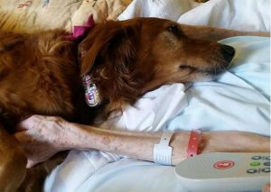 ¡Conmovedor! Tierno perro acompaña a mujer de edad en hospicio (VIDEO)