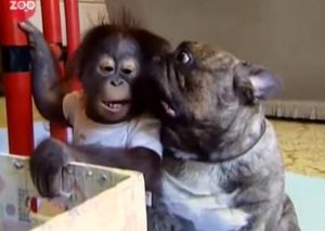 Orangután bebé quedó huérfano y fue adoptado por un tierno bulldog (VIDEO)
