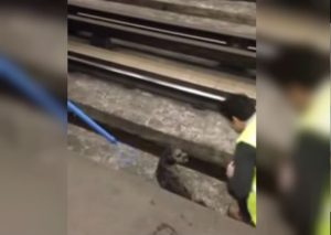 Conductor de tren paró su vehículo y se bajó para salvar a un perro (VIDEO)
