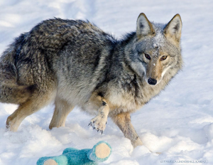 Un coyote encontró un juguete…  ¡No creerás lo que hizo con él!