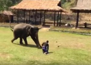No creerás lo que hizo este elefante cuando vio que atacaban a un hombre (VIDEO)
