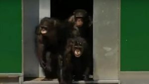 Mira la conmovedora reacción de estos chimpancés al reencontrarse con la naturaleza