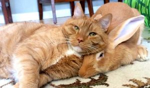 Curiosa amistad entre gato y  conejo nos muestra lo poco que sabemos de la naturaleza