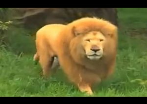Este león te va a cautivar cuando lo veas jugando con una pelota (VIDEO)