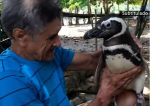 ¡Muy tierno! Pingüino regresa todos los años a visitar al hombre que lo salvó (VIDEO)