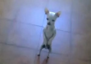 YouTube: Este perrito bailando ‘Caballito de palo’ enterneció las redes sociales