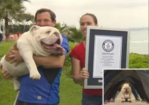 YouTube: Conoce a Otto, el bulldog peruano que entró al Record Guinness
