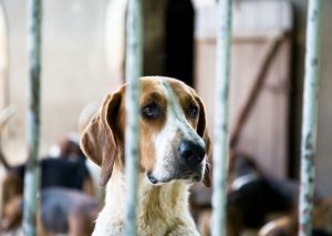 Congreso aprobó  ley contra el maltrato animal