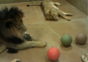 YouTube: Ver jugar a estos leones te quitará las ganas de trabajar